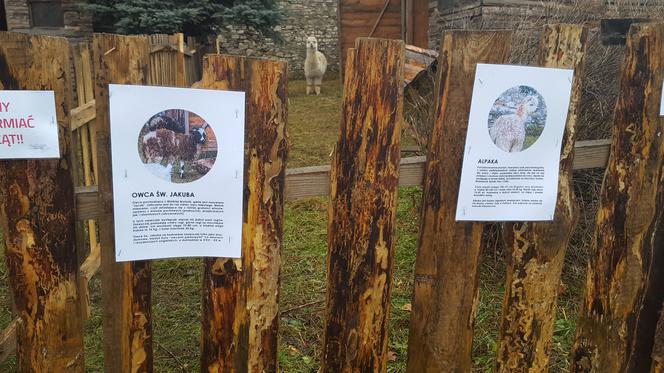 Będzińska Szopka Bożonarodzeniowa