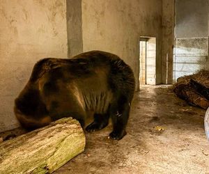Mieszkaniec Częstochowy trzymał niedźwiedzia w niewoli. Trafił do zoo w Poznaniu