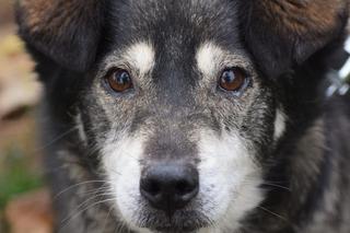 Budzik czeka na nowy dom w COZ Grudziądz
