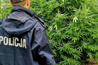 Zlikwidowana uprawa konopi 
