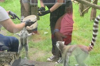 Pokazowe karmienie w myślęcińskim zoo to prawdziwy hit! Sprawdziliśmy to na miejscu