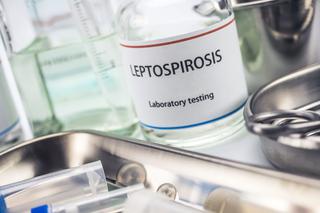 Leptospiroza - choroba odzwierzęca spowodowana zanieczyszczeniem wody
