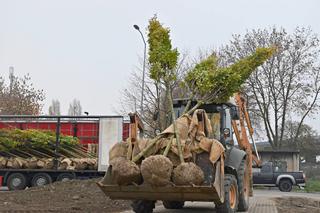 Nowe nasadzenia na Międzyodrzu