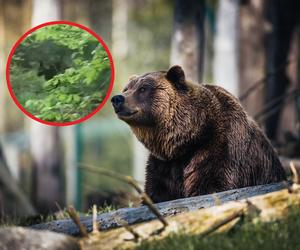 Spotkał niedźwiedzia w małopolskim lesie. Udało mu się nagrać ten niezwykły widok! [WIDEO]