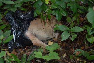 Tarnobrzeg na Podkarpaciu: Torturował i zabił psa, bo zwierzę było nieposłuszne