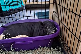 Świnka Pumba zostawiona w oknie życia