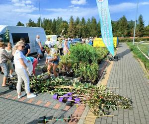 Tłumy mieszkańców Łomży wzięły udział w akcji Ekologia za sadzonkę
