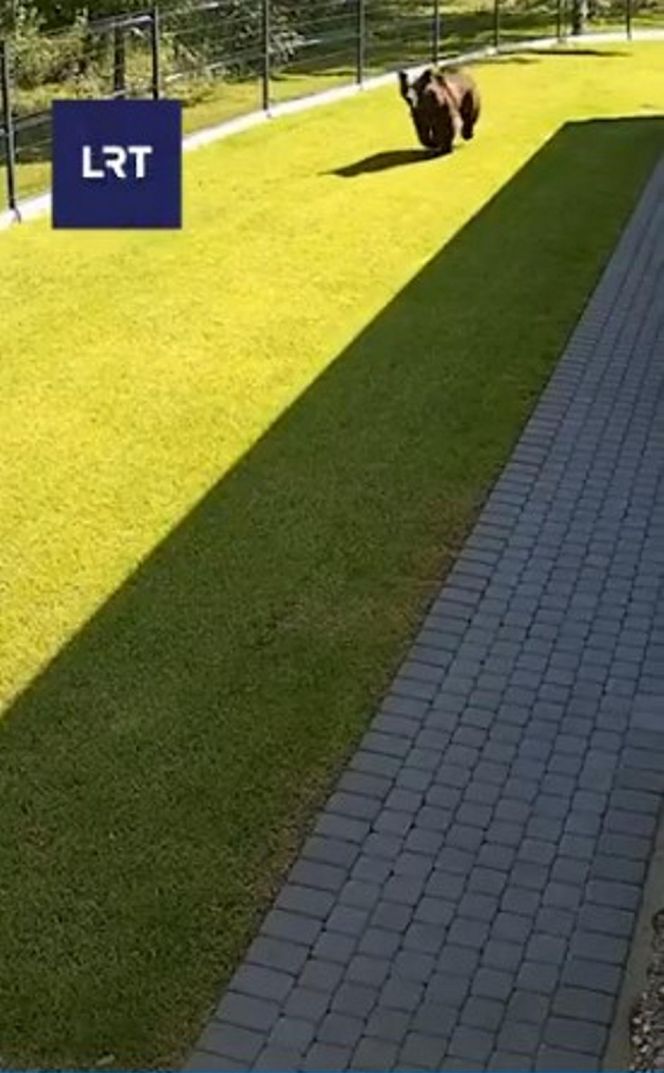 Niedźwiedź w Wilnie