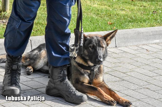 Policyjne psy w Lubuskiem - CERBER (Strzelce Krajeńskie)
