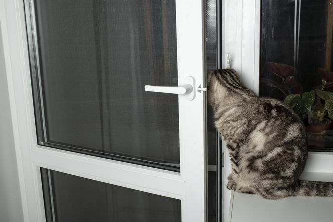 Siatka na balkon dla kota - rodzaje