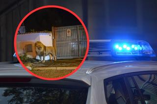 Ogromny lew uciekł z cyrku i spacerował po ulicach. Mamy nagranie