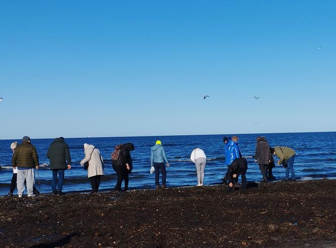 Poszukiwacze bursztynu na świnoujskiej plaży