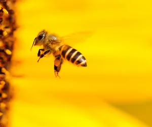 Kolejne wsparcie dla pszczelarzy z terenu Wielkopolski