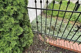 Nietypowa akcja strażaków pod Toruniem. Ratowali uwięzionego koziołka