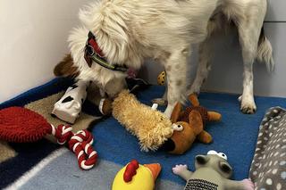 Jaś bez oczu dostał mikołajowe prezenty