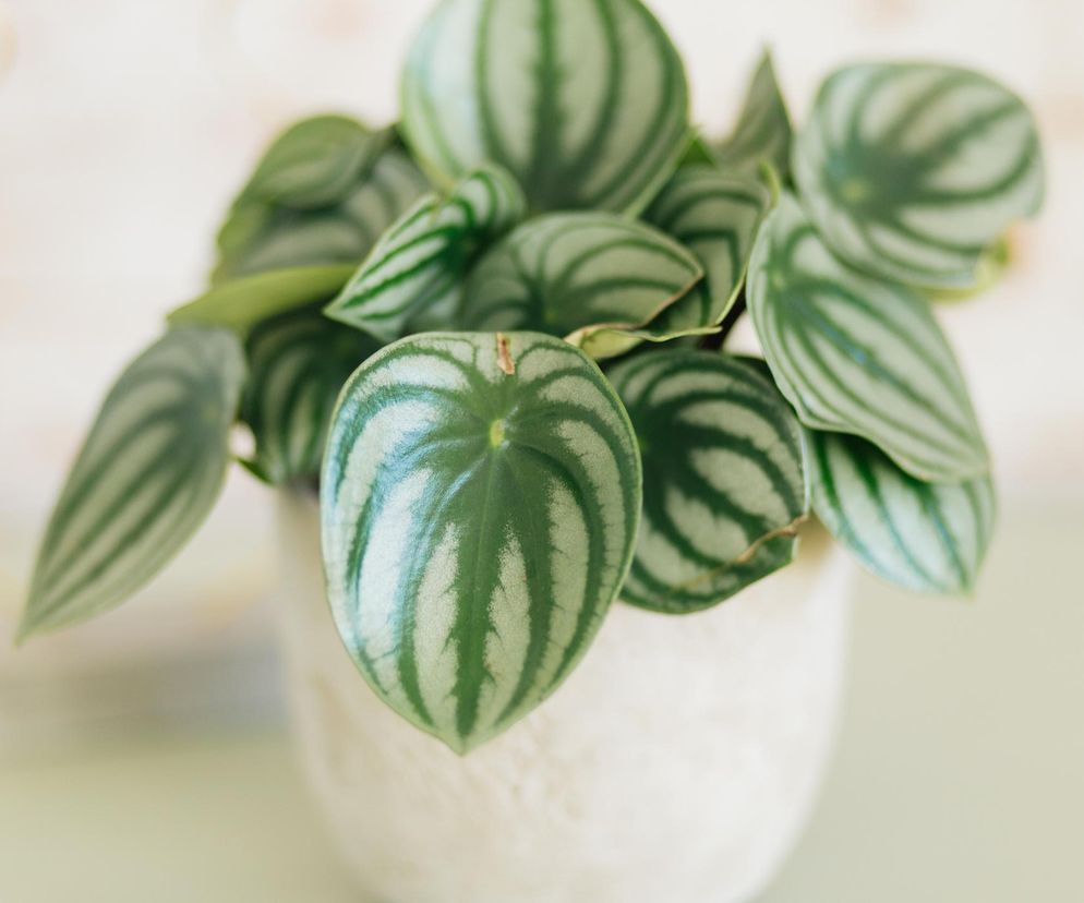 Peperomia