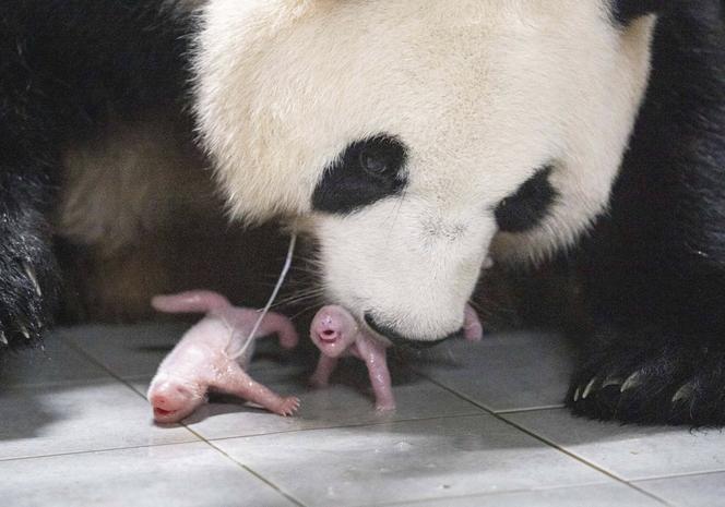 Panda wielka i jej bliźnięta 