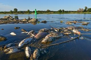 Ryby, małże i ptaki. Wiemy co nie zabija zwierząt w Odrze. Badania w Puławach wciąż trwają