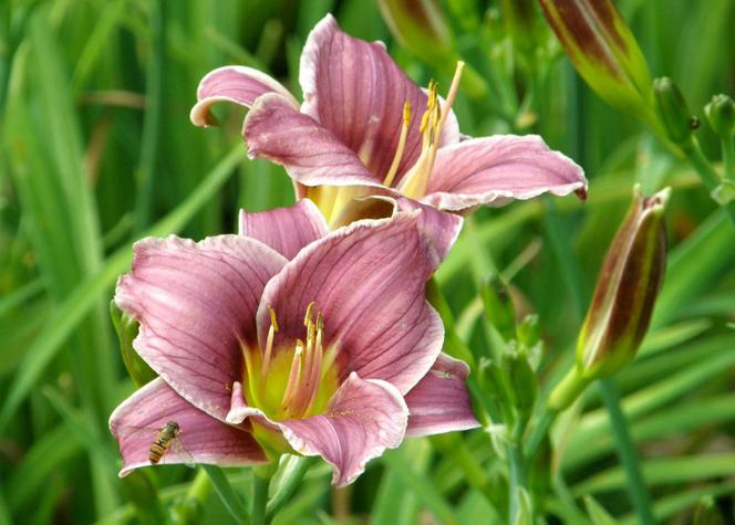 liliowce