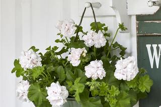 Białe kwiaty na balkon - zdjęcia.