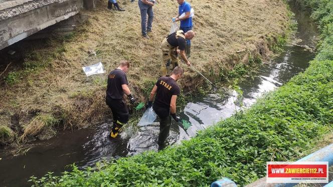 Śnięte ryby na odcinku rzeki Warty w Zawierciu