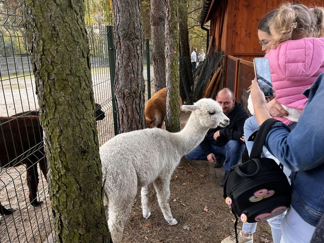 Zagroda 3 siostry w Kamieniu przyciągnęła całe rodziny w ciepły jesienny weekend ZDJĘCIA