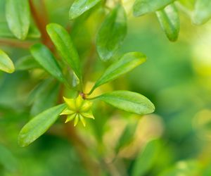 Łagodzi kaszel, niweluje wzdęcia, pomocna przy menopauzie. Przyprawa o dziwnym smaku ma wiele zalet
