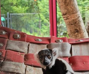 Narodziny w Śląskim Ogrodzie Zoologicznym. Maleńki lemur Rapid zachwyca odwiedzających