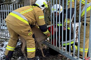 Strażacy uratowali sarenkę