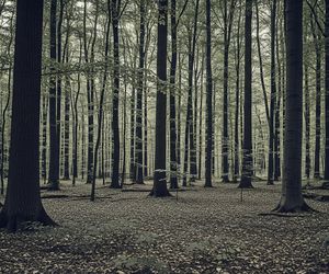 Dramat w Sośnie. Jak 72-latka wymknęła się z pułapki ojca i syna?