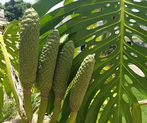 Monstera w Ogrodzie Botanicznym UW wydała owoce. Botanicy: „Nie każdemu posmakowały”