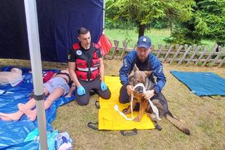  W lesie, między muzealnymi sprzętami rodem z PRL-u, a nawet w samolocie. Tak się szkolą policyjne psy [GALERIA]