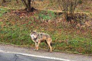 Wilk na drodze w Bieszczadach. Jedzie tam na ferie? Uważajcie! 