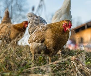 Ptasia grypa w Małopolsce. Groźna choroba może dotrzeć do regionu tarnowskiego 