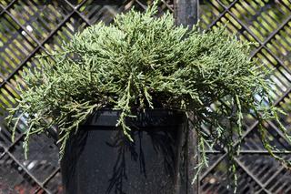 Jałowiec płożący 'Wiltonii' - Juniperus horizontalis 'Wiltonii'