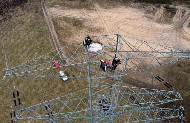 Montaż platformy lęgowej dla rybołowów w Nadleśnictwie Kliniska w okolicach miejscowości Inoujście 