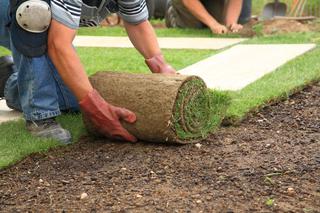 Jesienne zakładanie trawnika z rolki: kiedy i jak założyć trawnik jesienią