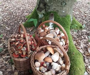 Taaaakie grzybobranie w Świetokrzyskiem. Królują borowiki szlachetne i ceglastopore