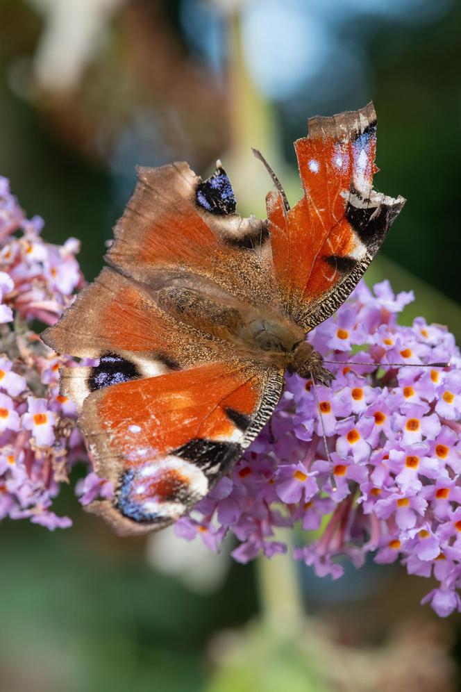 Budleja Dawida (Buddleja davidii) 