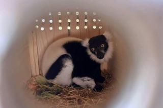 Nowi lokatorzy w gdańskim zoo. To lemury wari