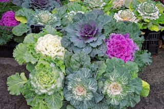 Ekologiczne stroiki na grób na Wszystkich Świętych