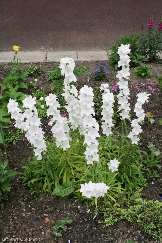 Białe kwiaty ogrodowe: dzwonek