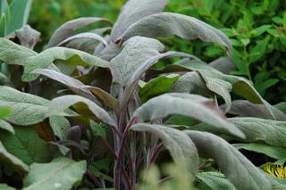Szałwia lekarska ‘Purpurascens’ = szałwia purpurowa - Salvia officinalis ‘Purpurascens’