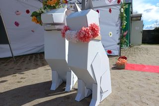 Psiaki na czerwonym dywanie. „PSYwitaj wiosnę” w schronisku w Henrykowie koło Leszna