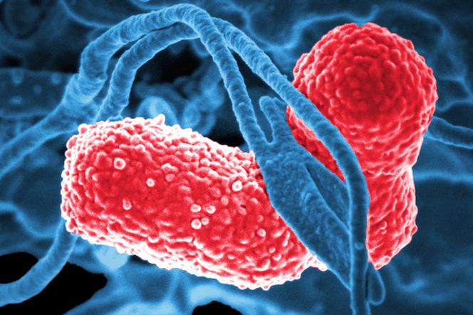Śmiertelnie niebezpieczna bakteria „New Delhi” atakuje na Lubelszczyźnie! Jak się bronić?