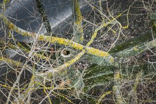 Zadrzewienie Wilanowa