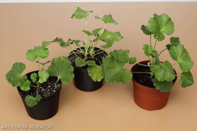 Sadzonkowanie pelargonii
