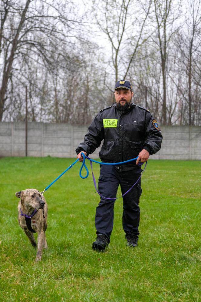Pies w straży miejskiej