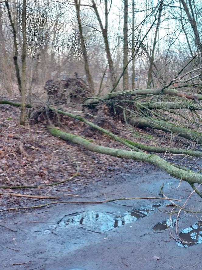 Wichura znów narobiła szkód w Lesznie i powiecie