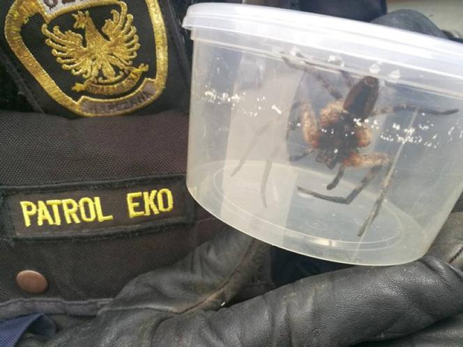 Warszawa: Wielki pająk znaleziony w bananach